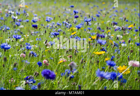 Part of a grassed barrier space between the main A702 road and a housing estate in Biggar, Scotland, left unmowed and seeded with wildflowers. Stock Photo