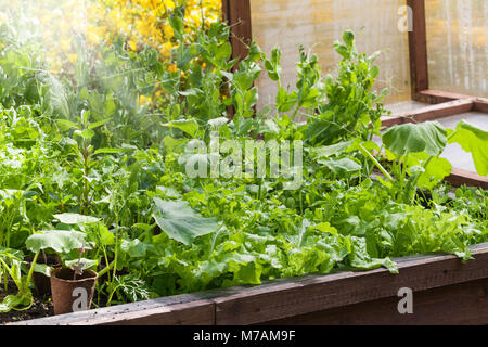 Plants in a raised bed, cold frame Stock Photo