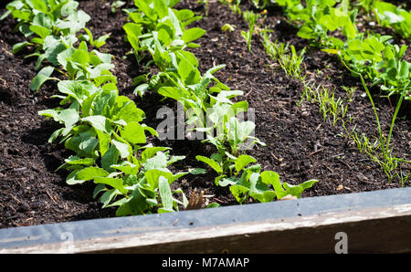 Vegetable growing in a raised bed Stock Photo