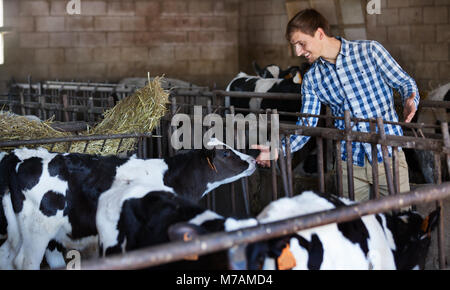 young cheerful male farmer clapping cows in cattle hangar Stock Photo ...
