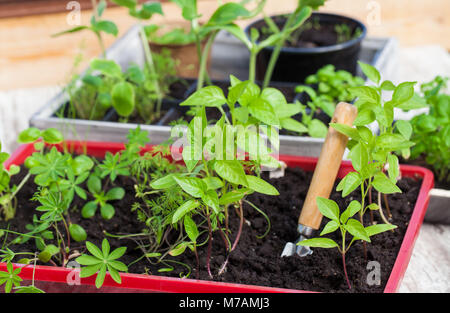 Young plants, seedlings, nursery Stock Photo