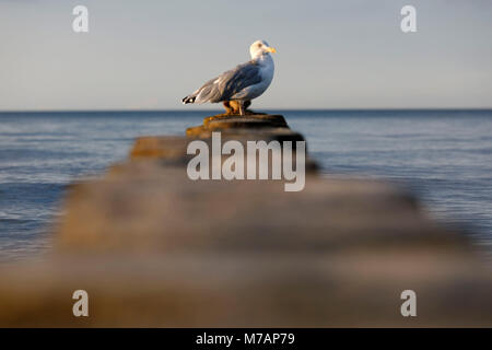 Herring Gull, (Larus argentatus), Baltic Sea, Zingst, Germany, wildlife Stock Photo
