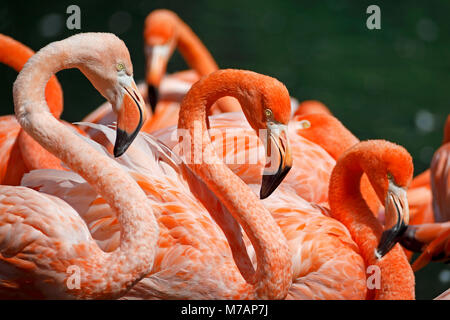 American flamingo, (Phoenicopterus ruber), captive, Stock Photo