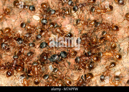 European fire ant  (Myrmica rubra) Stock Photo