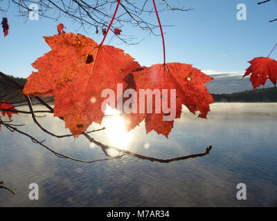 Indian Summer. Sugar maple leaves turning red during foliage with Cooper Lake in background Stock Photo