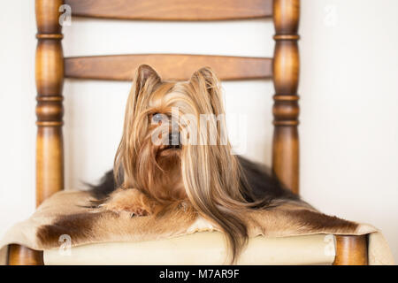 Yorkie With Coat Stock Photo 310784920 Alamy
