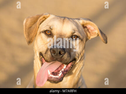 Labrador Retriever Mix Adult Male Headshot. Stock Photo
