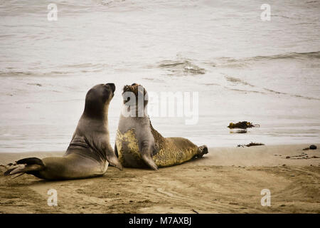 CALIFORNIA, USA - AUG 14 2013: Sea Lions On The Beach Along The Highway 1  From San Francisco To Los Angeles Stock Photo, Picture and Royalty Free  Image. Image 38462520.