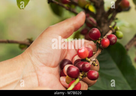 Farmer harvesting coffee beans Stock Photo