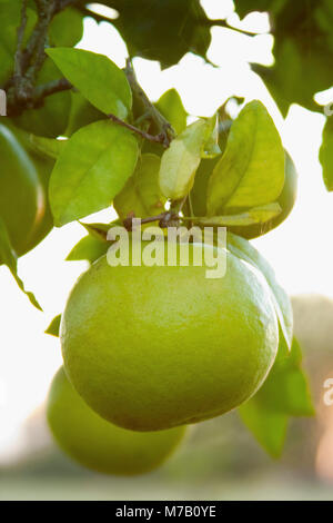 Close-up of green oranges on a tree Stock Photo