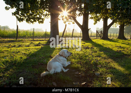 Dog sitting in a field at dawn Stock Photo