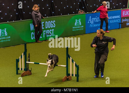 Birmingham, UK. 9th Mar, 2018. Crufts Dog Show Birmingham Uk. agility dogs competition in the main arena at this year's Crufts Dog Show at Birminghams  NEC. Credit: charlie bryan/Alamy Live News