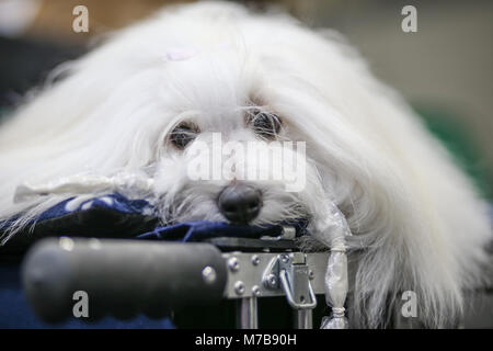 a Coton de Tulear, on day three of Crufts  uk Stock Photo