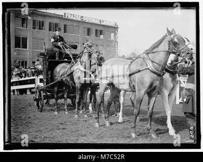 HORSE SHOWS. ADOLPHUS BUSCH, 3RD OF ST. LOUIS LCCN2016863291 Stock Photo