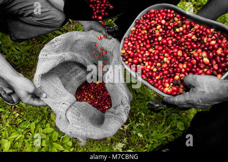 Farmers pouring harvested coffee beans in a sack, Colombia Stock Photo