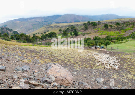 Herd of sheep grazing on a hill, Villa Pehuenia, Neuquen Province, Argentina Stock Photo