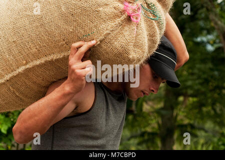 Man carrying a sack of coffee beans Stock Photo