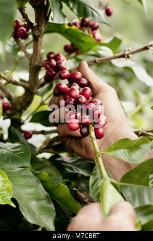 Farmer harvesting coffee beans Stock Photo