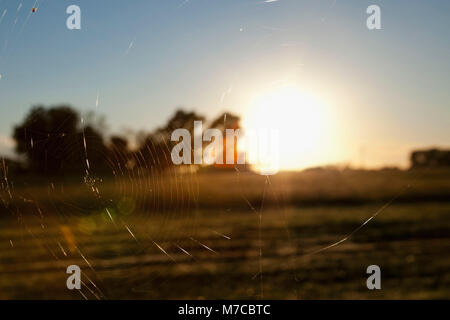 Close-up of a spider web with sun shining in the background Stock Photo