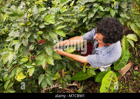 Farmer harvesting coffee beans Stock Photo