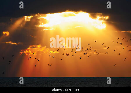 Flock of birds flying over the ocean at sunset, Key West, Florida, USA Stock Photo