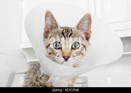 Cat wearing a protective collar Stock Photo