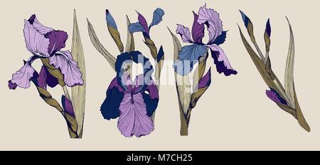 Iris flowers vector clip art set of four isolatet botany toile de joy images Stock Vector