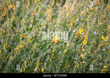 natural green field with yellow flower, sunn hemp or crotalaria juncea flower Stock Photo