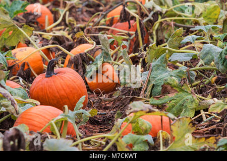 Pumpkins grow in large pumpkin patch Stock Photo