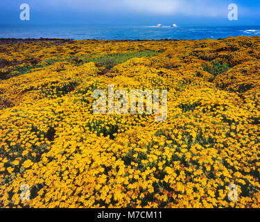 Yarrow, Achillea millefolium, Garrapata State Park, Big Sur, Monterey County, California