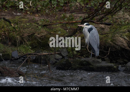 grey heron, ardea cinerea, standing searching for food by a waterfall on river lossie in elgin, moray, scotland Stock Photo