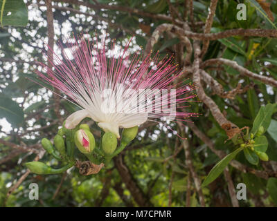 Flower of Barringtonia asiatica, Fish Poison Tree, Sea Poison Tree,  Indian Oak (Barringtonia racemosa Roxb), Night blooming jasmine,  Night jasmine,  Stock Photo