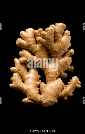 Fresh ginger root-Zingiber officinale, bought from a supermarket and photographed on a black background. England UK GB Stock Photo