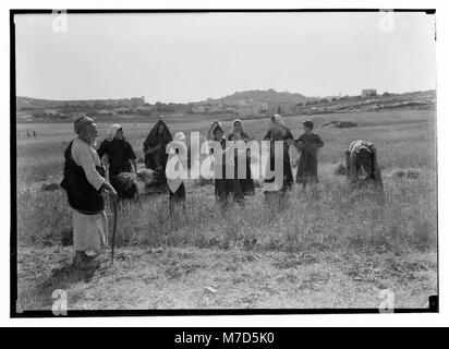 Harvesting and threshing floor scenes in the story of Ruth & Boaz LOC matpc.14347 Stock Photo