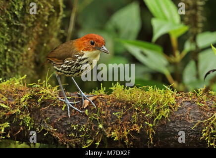 Chestnut-crowned Antpitta (Grallaria ruficapilla ruficapilla) adult standing on mossy log  Mindo, Ecuador                     February Stock Photo