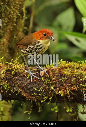 Chestnut-crowned Antpitta (Grallaria ruficapilla ruficapilla) adult standing on mossy log  Mindo, Ecuador                     February Stock Photo