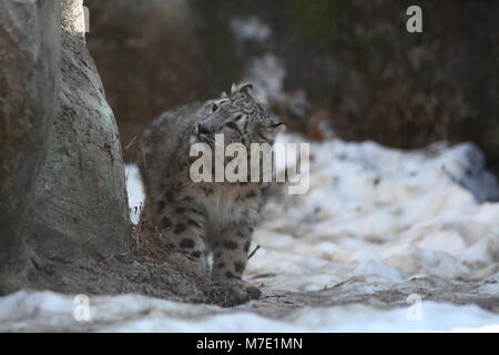 High resolution snow leopard pictures taken in Tokyo Stock Photo