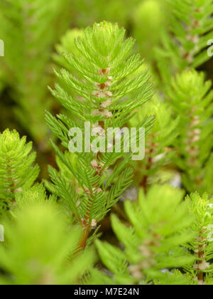 Parrot's-feather, Myriophyllum aquaticum Stock Photo