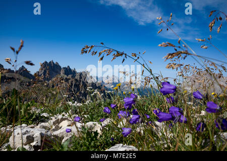 Abstract background of Alpine flowers bluebell. National Nature Park Tre Cime In the Dolomites Alps. Beautiful nature of Italy. Stock Photo