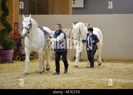 Boulonnais Draught Horses, aka Marble White Horse, at Paris International Agricultural Show, or Salon International de l'Agriculture (SIA)Paris France Stock Photo