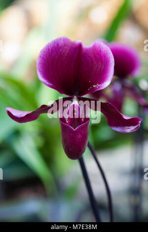 Paphiopedilum ’Slipper’ orchid at the Orchid festival in Kew Gardens 2018 Stock Photo