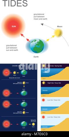 Tides are the rise and fall of sea levels caused by the combined effects of the gravitational forces exerted by the Moon and the Sun and the rotation  Stock Vector