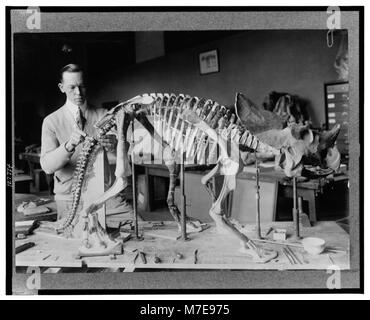 Norman Ross of the division of Paleontology, National Museum, preparing the skeleton of a baby dinosaur some seven or eight million years old for exhibition LCCN2001695537 Stock Photo