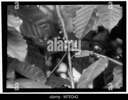 PAN AMERICAN UNION. COFFEE TREE IN BUILDING LOC hec.06938 Stock Photo