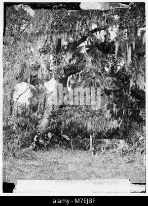 Port Royal Island, Beaufort, South Carolina. Moss covered tomb over 150 years old on R.B. Rhett's plantation LOC cwpb.00745 Stock Photo