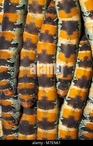 Caterpillars of Giant Silk Moth, Arsenura armida, Cancun, Yucatan, Mexico Stock Photo