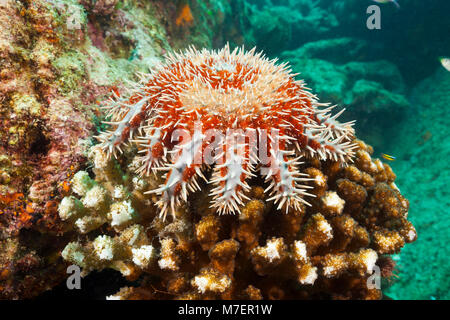 Panamic Crown of Thorns Starfish, Acanthaster ellisii, La Paz, Baja California Sur, Mexico Stock Photo
