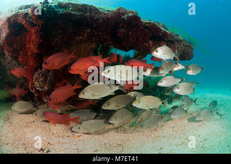 Spottail Grunts and Soldierfishes at Swanee Wreck, Haemulon maculicauda, La Paz, Baja California Sur, Mexico Stock Photo