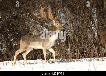 beautiful fallow deer stag in winter season ( Dama ) Stock Photo