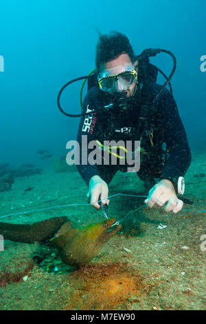 Diver takes off hook from Panamic Green Moray Eel, Gymnothorax castaneus, La Paz, Baja California Sur, Mexico Stock Photo